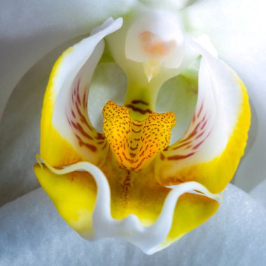 Beyaz, sarı ve turuncu bir orkide çiçeğinin Makro yakın plan görüntüsü. 