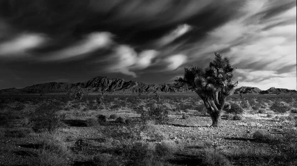 Scène Noire Blanche Désert Avec Joshua Arbre Solitaire Premier Plan — Photo