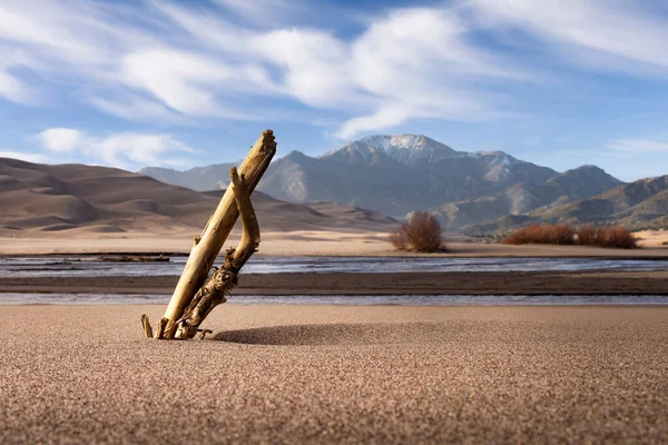 Uzakta kum tepecikleri olan kumdaki bir ağaçtan gelen kahverengi bir tahta parçası. Gökyüzünde ince bulutlar görünüyor. Manzara çok kahverengi ve kuru. Uzakta karla kaplı bir dağ da var.. 