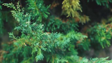 Genç ve yeşil iğne dalları ladin üzerinde belirdi. Dallar yavaşça rüzgarda sallanıyor.