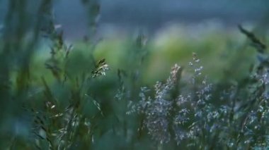 Rüzgarda savrulan gümüş çimen çiçeği, rüzgarda sallanan gümüş çimen çiçeği