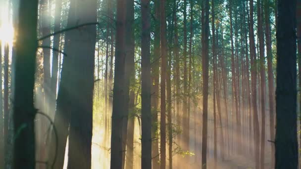 Sinar Matahari Yang Indah Dalam Rekaman Udara Hutan — Stok Video