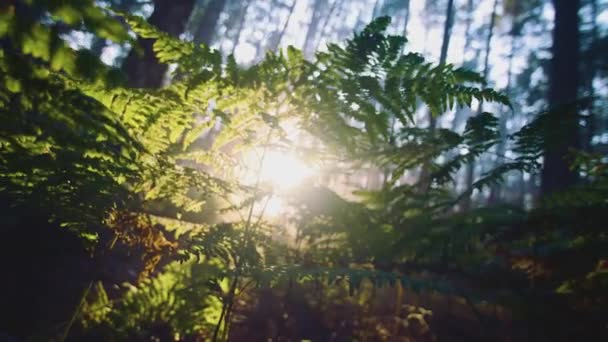 Green Fern Leaves Lit Sun Fern Leaves Sunlight Needles Fern — Stock video