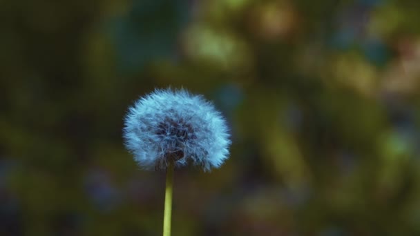 Beautiful White Fluffy Dandelions Dandelion Seeds Sunlight Blurred Natural Green — Wideo stockowe