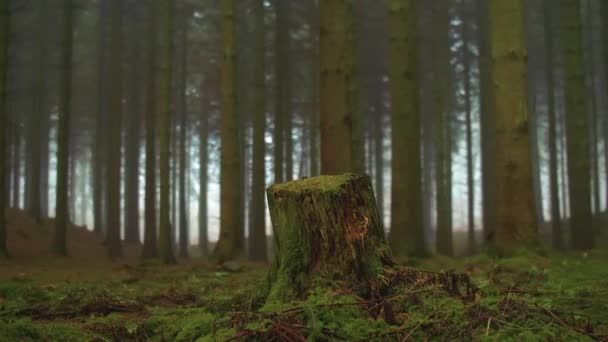 Ormandaki Yaşlı Kütük Ormandaki Kütüğün Yanında Yeşil Eğrelti Otu Yaprakları — Stok video