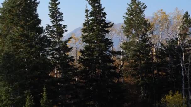 Drone Aérien Ruisseau Eau Montagne Dans Une Forêt Pins Profonds — Video