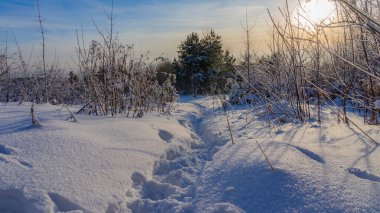 Small tree under snow cover with nice background