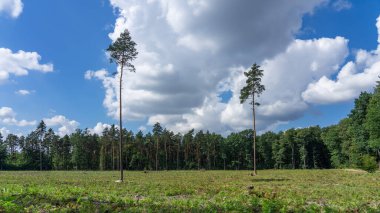 Orman insanlar tarafından kesildi.