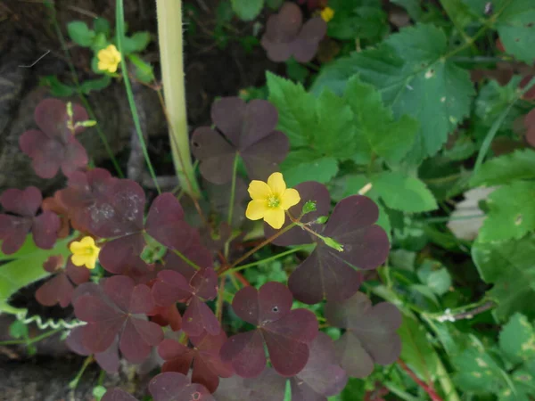 Rostlina Plevele Oxalis Cornikulata Jasně Žlutý Malý Květ Pozadí Tmavých — Stock fotografie