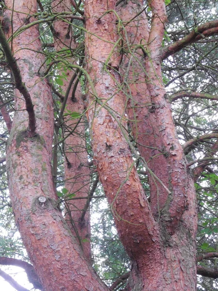 Çam Çamı Pinus Sylvestris Ana Çekimin Kaldırılmasından Yıllar Sonra Ağacın — Stok fotoğraf