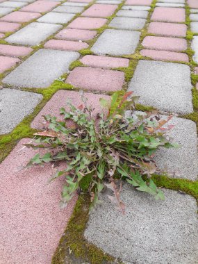 Dikdörtgen gri ve kırmızı asfalt levhalarla yolun güzel asfaltları. Karahindiba (taraxacum) ve yeşil yosun yol yüzeyinin elementleri arasındaki çatlaklarda yetişir..