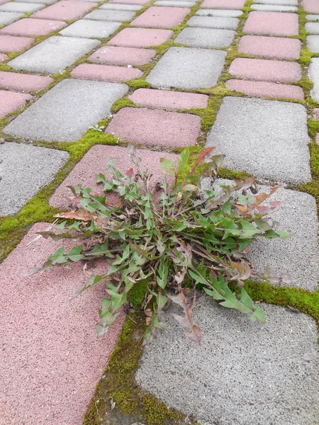 Dikdörtgen gri ve kırmızı asfalt levhalarla yolun güzel asfaltları. Karahindiba (taraxacum) ve yeşil yosun yol yüzeyinin elementleri arasındaki çatlaklarda yetişir..