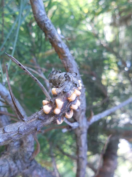 Danos Ramo Pinheiro Comum Pinus Sylvestris Por Infecção Por Fungo — Fotografia de Stock