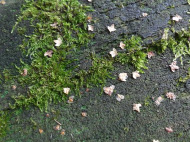 Ağaç tohumu tohumu (betula) eski yosunlu bir tahtanın yüzeyinde çatlaklarla.