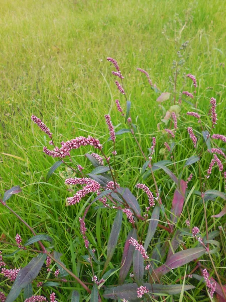 늦여름에는 산등성이에 주머니 폴리고 카리아 Polygonum Persicaria 피었다 잔디의 배경에 — 스톡 사진