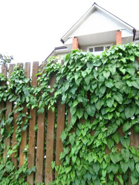 Çayırotunun yaprakları ve çiçekleri (Convolvulus arvensis L.) yüksek ahşap bir çitte uzun ömürlü bir bitkidir..