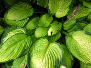 Sarı-yeşil yapraklı güzel hosta (Funkia). Bir merminin yaptığı bir çarşafta büyük bir delik var..