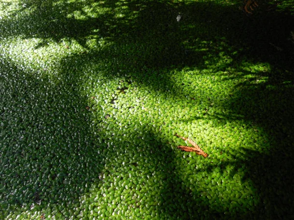 Nap Sugarai Áthaladnak Növényeken Víztározó Felszínén Egy Szilárd Réteg Zöld — Stock Fotó