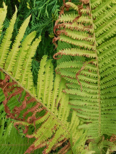 Das Trocknende Beschädigte Blatt Des Farns Matteuccia Struthiopteris Vor Dem — Stockfoto