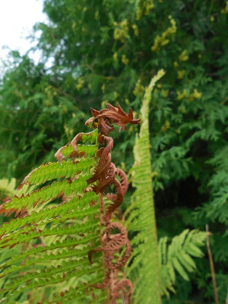 Torkningen Skadade Blad Ormbunken Matteuccia Struthiopteris Mot Bakgrund Gröna Blad — Stockfoto