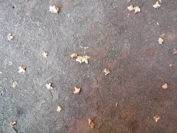 Samen Der Birke Betula Auf Der Oberfläche Eines Alten Rostigen — Stockfoto