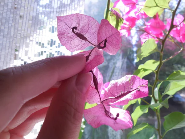 Tropical thermophilic exotic plant vine Bougainvillea. Dried decorative bracts on the background of a window with a flowering vine.