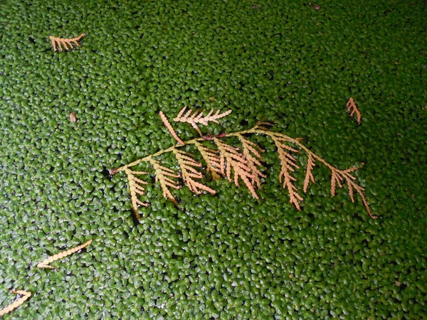 Dry Twig Thuja Pond Water Green Duckweed Lemna — Stock Photo, Image