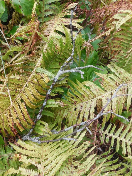 Une Branche Sèche Couverte Lichen Est Tombée Sur Les Feuilles — Photo