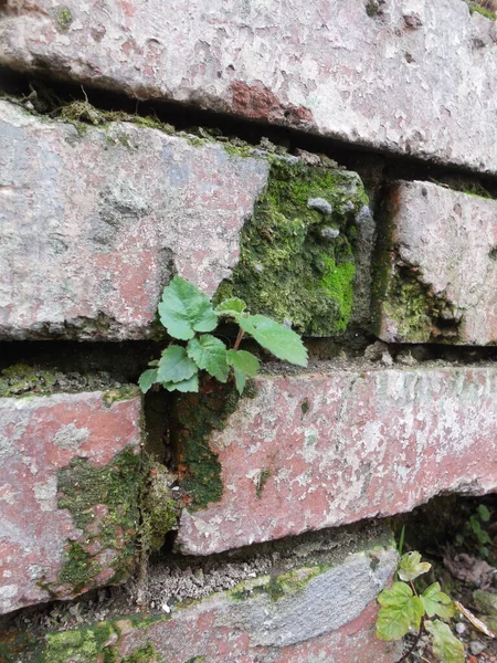 The wall of an old red brick house. The masonry is destroyed, there is green moss in the cracks between the crumbling bricks, a birch tree (betula) has sprouted.