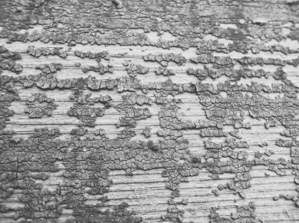 Очистка Слоев Краски Трещинами Щепками Поверхности Стены Старого Деревянного Здания — стоковое фото