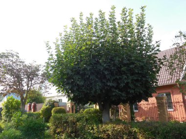 Güneşli bir yaz gününde sakin, sakin bir köy caddesi. Çok güzel budanmış çalılar ve tuğla bir evin arka planına karşı işlenmiş demir bir çitin yanında kıvrımlı bir taç ile büyük bir akçaağaç (Acer).