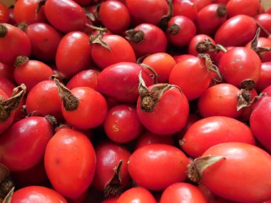 Parlak kırmızı olgun gül gülü meyveleri sürekli bir tabaka içinde uzanır ve muhteşem bir zemin oluşturur..