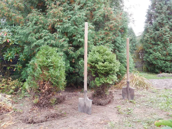 Transplante Plantio Árvores Thuja Anão Evergreen Variedade Tiny Tim Uma — Fotografia de Stock