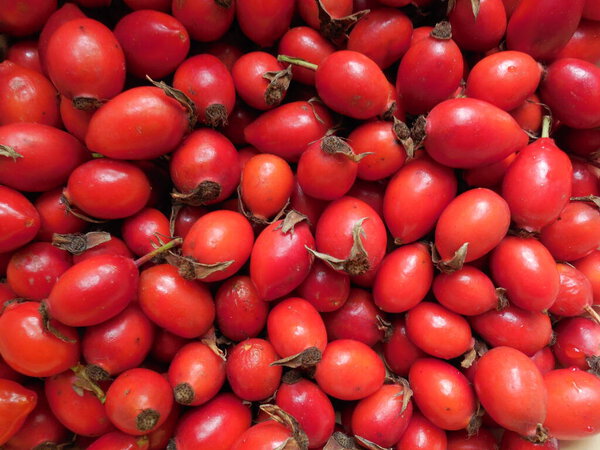 Bright red ripe fresh wild rose rosehip fruits lie in a continuous layer, forming a spectacular background.