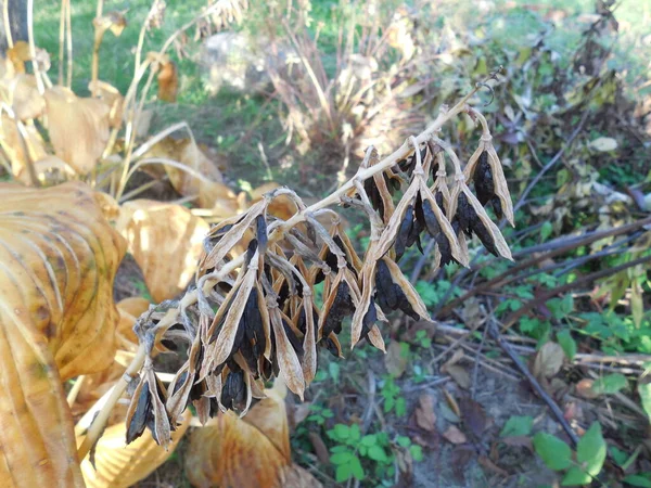 Госта Funkia Восени Саду Після Сильних Морозів Листя Багаторічної Трав — стокове фото