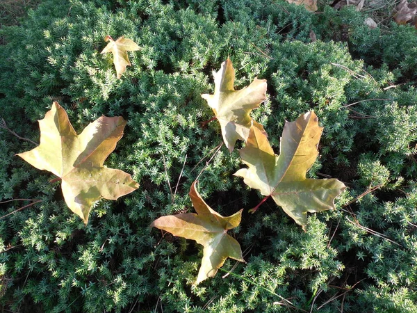 Padlé Listy Javoru Acer Suché Jehličí Borovice Pinus Jalovci Juniperus — Stock fotografie