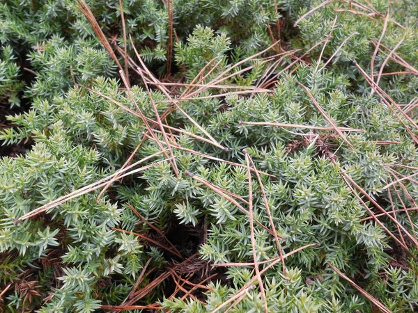 Abgefallene Nadeln Nadeln Der Kiefer Pinus Auf Wacholder Juniperus Mit — Stockfoto