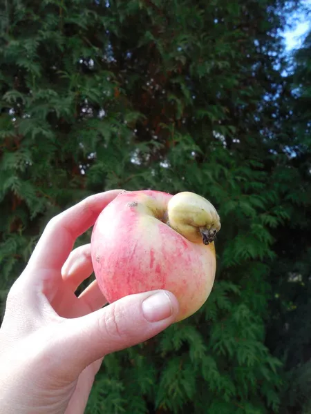 苹果一种形状不规则 不正常 不寻常的苹果水果由两个融为一体的苹果组成 一个大的 一个小的 — 图库照片