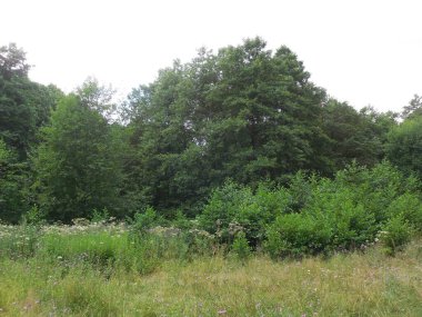 Yazın ortasında nemli bir çayır, kurumuş bir derenin kenarında. Ağaçlar ve kızılağaç filizleri (Alnus) görünür, çayır çiçekleri (Centaurea jacea), Angelica çimenlerde çiçek açar..