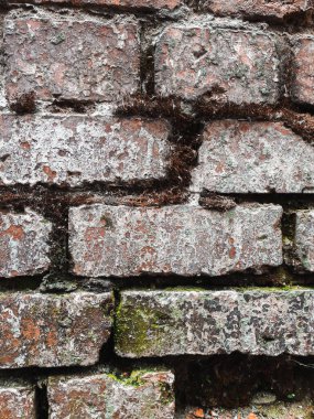 Çatlak duvarlı eski bir tuğla duvar. Sıva yüzeyden soyuluyor, yosunlar ve zambaklar ortaya çıktı..