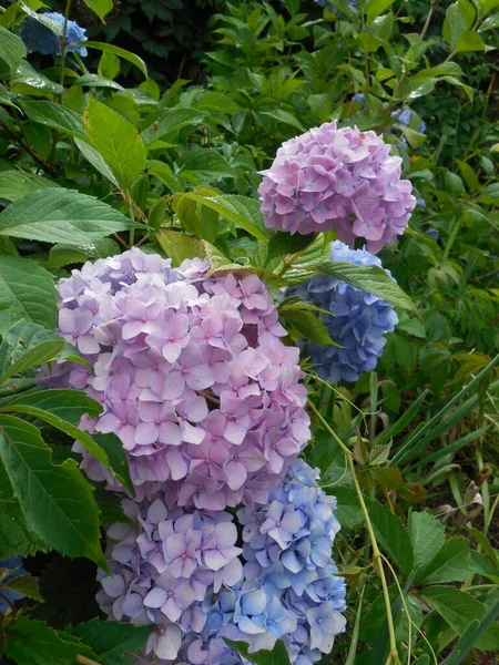 Floração Hortênsias Folhas Grandes Hydrangea Macrophylla Inflorescências Rosa Azul Fundo — Fotografia de Stock