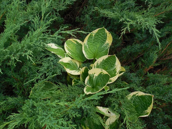 Hosta Funkia White Green Leaves Branches Shoots Low Growing Juniper — Stock Photo, Image