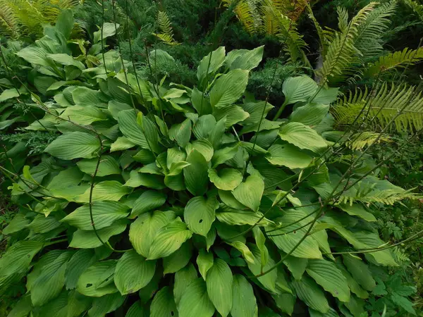 Una Planta Perenne Jardín Hosta Funkia Con Hojas Verdes Después —  Fotos de Stock