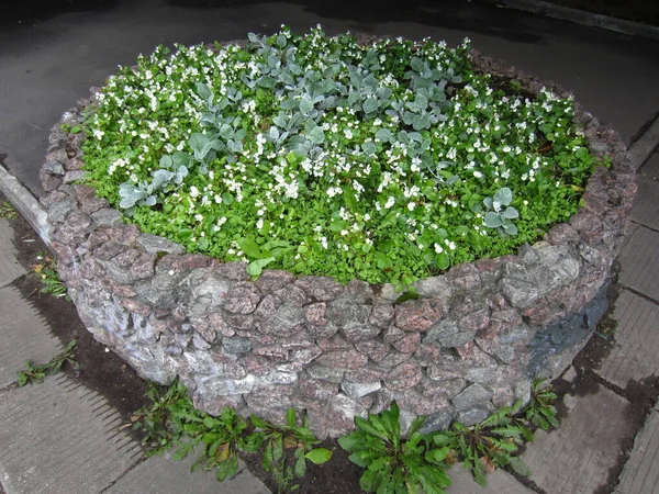Kerek Virágágyás Természetes Kövekkel Borítva Virágoskertben Fehér Begonia Semperflorens Cineraria — Stock Fotó