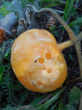 Bahçe böcekleri (yumuşakçalar) sarı olgun bir balkabağına (cucurbita) zarar vermiş).