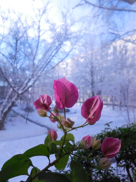 熱帯の好熱性エキゾチックな植物のつるブーゲンビリアは 窓の上の部屋で美しく 明るく咲きます 外は冬で 白い雪がたくさんあります — ストック写真