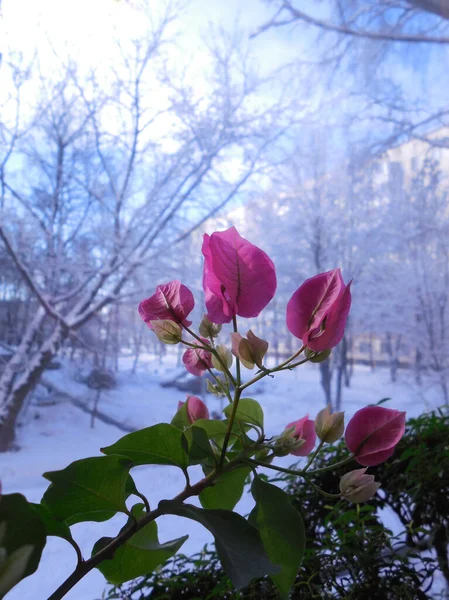 熱帯の好熱性エキゾチックな植物のつるブーゲンビリアは 窓の上の部屋で美しく 明るく咲きます 外は冬で 白い雪がたくさんあります — ストック写真