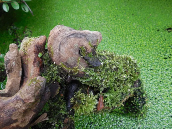 Stary Haczyk Pięknym Niezwykłym Kształcie Mech Powierzchni Zgniłego Mokrego Drzewa — Zdjęcie stockowe