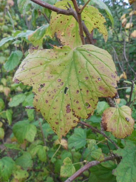 黒スグリ Ribes Nigrum の葉に茶色と黄色の斑点があり 斑点があります 感染症の兆候 植物問題 炭疽菌スグリまたはセプトリアリビス — ストック写真