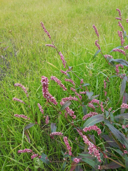 늦여름에는 산등성이에 주머니 폴리고 카리아 Polygonum Persicaria 피었다 잔디의 배경에 — 스톡 사진